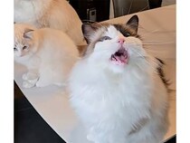 飼い主さんの「ダンス！」で猫さんが前足をパタパタ、最後のハイタッチまで完璧♡