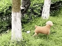 犬「ネコー！どこ行ったの？」 友達猫が突然消えちゃった!?