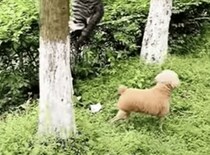 犬「ネコー！どこ行ったの？」 友達猫が突然消えちゃった!?