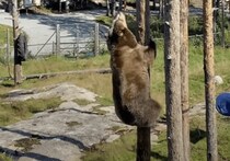 びっくり！ クマはこんなに簡単に木登りできちゃう！