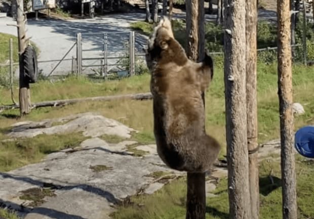 びっくり！ クマはこんなに簡単に木登りできちゃう！