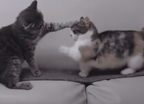 届くことのない短足パンチ！足が短い猫さんのツラいところ…