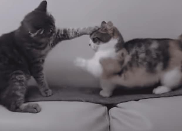 届くことのない短足パンチ！足が短い猫さんのツラいところ…