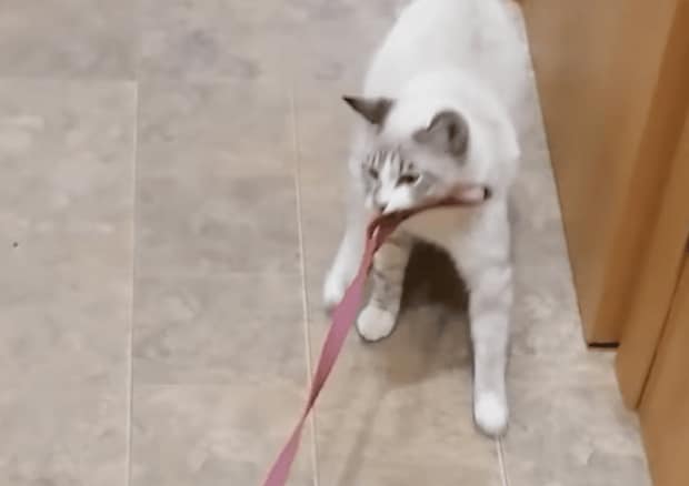 「絶対離さにゃいから〜！」猫ちゃんが引っ張るヒモの先には…