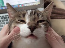ふぁ〜♡マッサージをされてうっとりする猫さん
