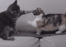 届くことのない短足パンチ！足が短い猫さんのツラいところ…