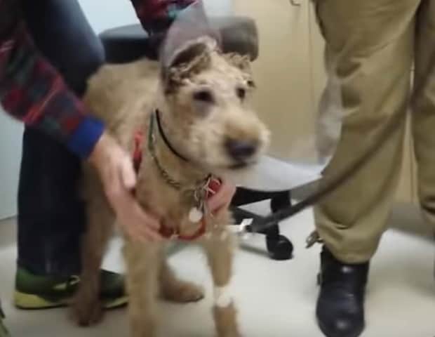 「ご主人様の顔が見える!」失明した犬が視力を取り戻して…