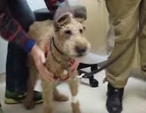 「ご主人様の顔が見える！」失明した犬が視力を取り戻して…