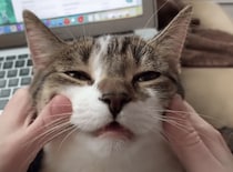 ふぁ〜♡マッサージをされてうっとりする猫さん