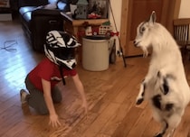 思いっきりゴッツン！ ヤギの赤ちゃんと頭突き対決!?