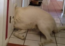 無理だと思うだろぅ？ 猫用ドアを通ってみたい犬、強引にグイグイと…