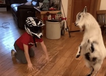 思いっきりゴッツン！ ヤギの赤ちゃんと頭突き対決!?