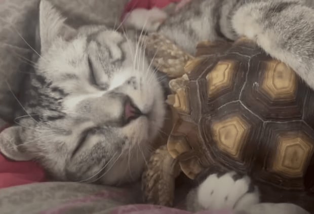 一緒にお昼寝するほど仲良しな亀と猫。