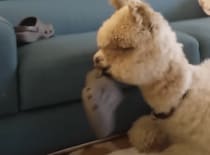 犬かと思った… ペットとして飼われているアルパカさんがワンコっぽい