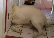 無理だと思うだろぅ？ 猫用ドアを通ってみたい犬、強引にグイグイと…