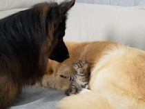 「今日はこっちで寝るの？」子猫を盗られたと思った犬さんの反応