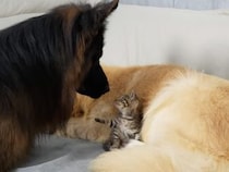 「今日はこっちで寝るの？」子猫を盗られたと思った犬さんの反応