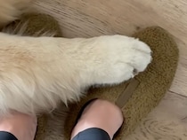 飼い主さんの足元へそっと前足をちょこん、可愛らしい理由に動けなくなっちゃう