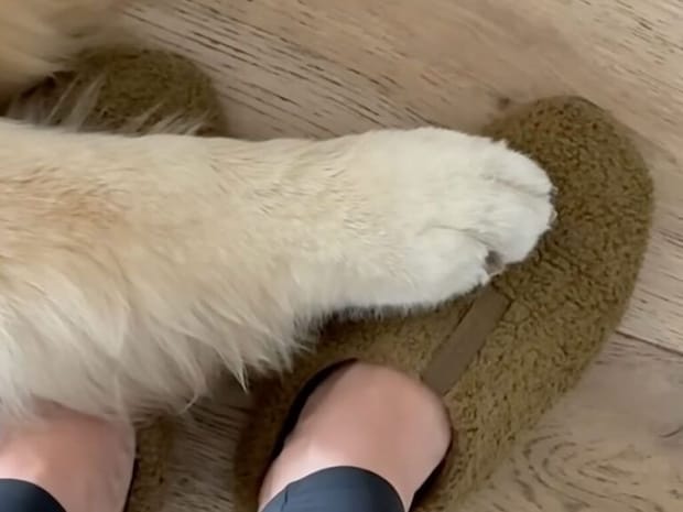 飼い主さんの足元へそっと前足をちょこん、可愛らしい理由に動けなくなっちゃう