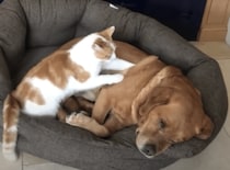 「痛いのはここ？」ワンコをマッサージしてあげる優しい猫