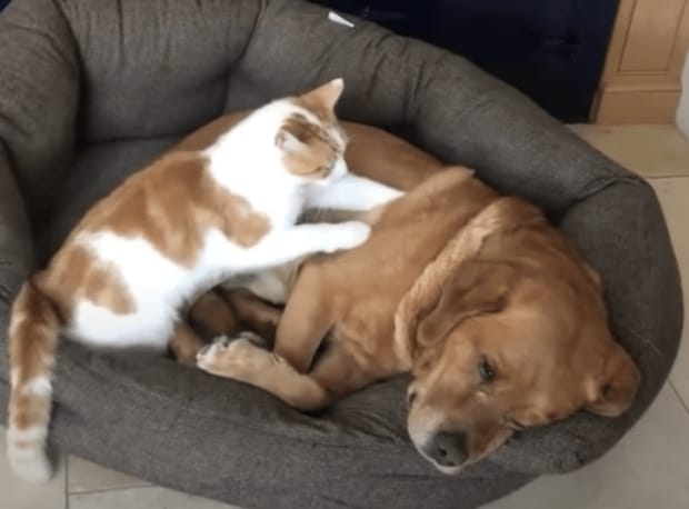 「痛いのはここ？」ワンコをマッサージしてあげる優しい猫