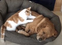 「痛いのはここ？」ワンコをマッサージしてあげる優しい猫