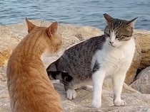 にらみ合いから突然のダイブまで、構えも動きも個性的すぎる猫さんたちのバトルシーン