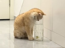 「お水を飲みたいの？」細長い容器に頭を突っ込む猫さん、よく見ると中には…？