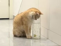 「お水を飲みたいの？」細長い容器に頭を突っ込む猫さん、よく見ると中には…？