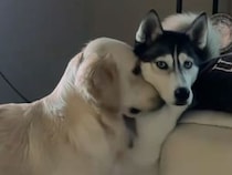「今日も始まった…」大好きが止まらない犬さんと無言で耐える相棒