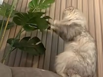 「対戦相手は秘密ニャ」葉っぱ相手にシャドーボクシングする猫さん