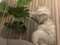 「対戦相手は秘密ニャ」葉っぱ相手にシャドーボクシングする猫さん