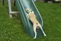 子どもの頃の遊びを思い出す！ 滑り台を駆け上がろうとする犬さん