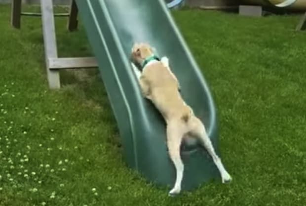 子どもの頃の遊びを思い出す! 滑り台を駆け上がろうとする犬さん
