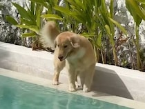 早くプールに行きたい犬さん、お許しが出るまではじっと待機！