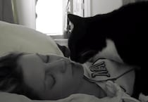 「そろそろ起きてニャ」飼い主さんのお顔を優しくトントンする猫さん