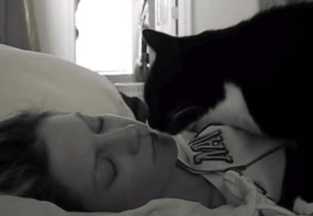 「そろそろ起きてニャ」飼い主さんのお顔を優しくトントンする猫さん