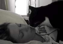 「そろそろ起きてニャ」飼い主さんのお顔を優しくトントンする猫さん