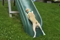子どもの頃の遊びを思い出す！ 滑り台を駆け上がろうとする犬さん