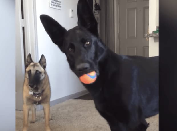 犬「誰かが… 泣いている！？」子どもの泣き声に驚いて固まるシェパード