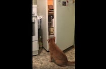 「食べたのは誰ニャ…？」取っておいたはずなのに、ない！ 怒りの視線を向ける猫さん