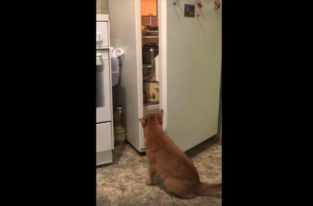 「食べたのは誰ニャ…？」取っておいたはずなのに、ない！ 怒りの視線を向ける猫さん