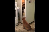 「食べたのは誰ニャ…？」取っておいたはずなのに、ない！ 怒りの視線を向ける猫さん