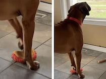 オリジナルソングかな？ 演奏しながら歌う犬さん。観客も…犬！