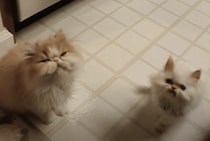 早くご飯をあげなくっちゃ！猫さん2匹が可愛くおねだり