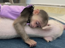 子ザルと子ブタ、仲良く抱き合いながらおやすみなさい♡