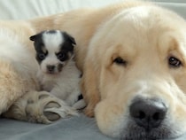 「大きくなったね！」2年前に育てた子犬と再会するゴールデンレトリバーさん