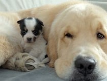 「大きくなったね！」2年前に育てた子犬と再会するゴールデンレトリバーさん