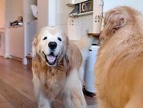 【猛獣ごっこ】「ボクは恐ろしいんだぞ〜」とじゃれ合う犬さんたち、可愛さしかなかった