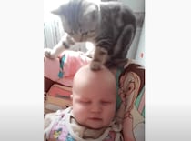 「どうしてツルツルなのかにゃ？」赤ちゃんの頭をナデナデする猫さん